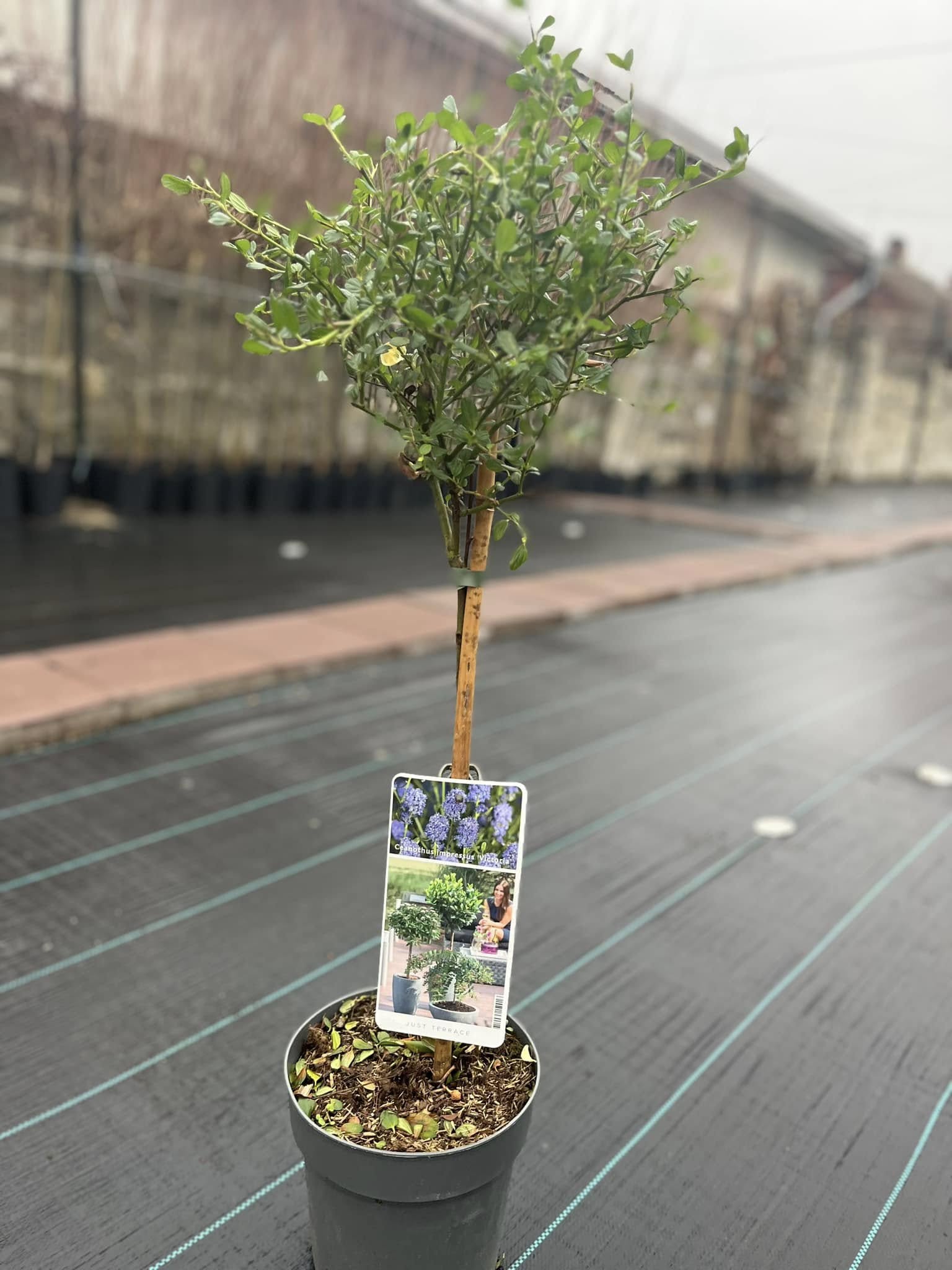 Цеанотус 'Вікторія' на штамбі (Ceanothus impressus 'Victoria')
