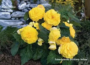 Бегонія Tuberhybrida GO!Early Yellow (касетна розсада)