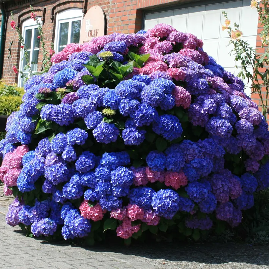🌸 Гортензія широколиста 'Bouquet Rose' (Hydrangea macrophylla 'Bouquet Rose') в касеті