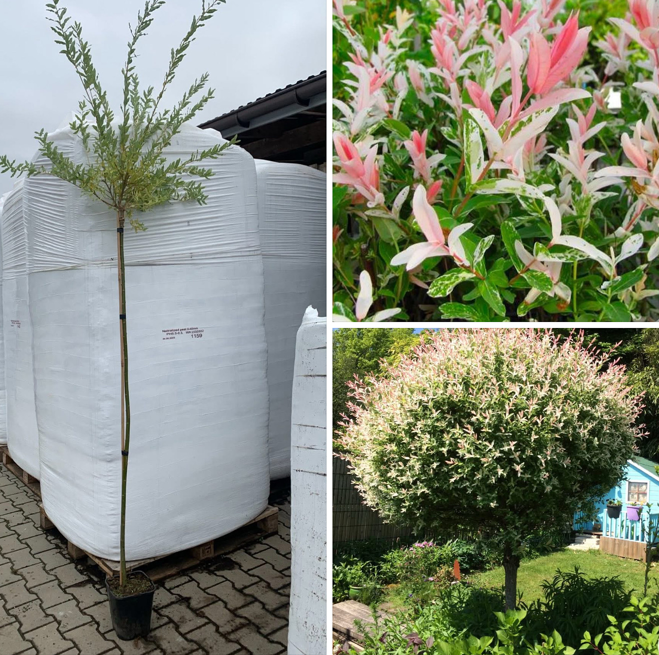 Верба Хакуро 1,4 м