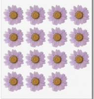 Daisy Pressed Flower ( 15 pcs pack )