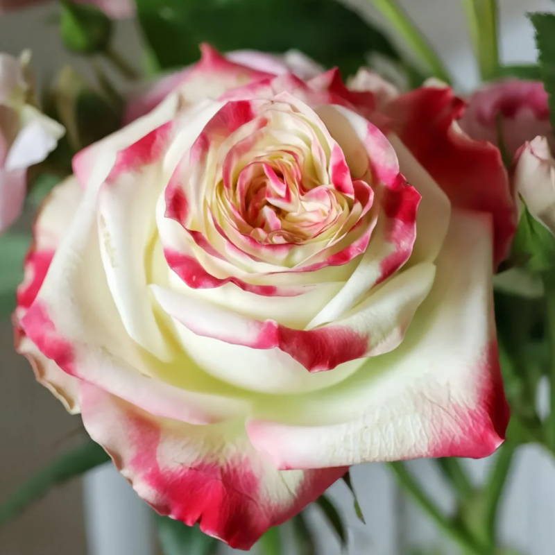 Її Величність — Her Majesty