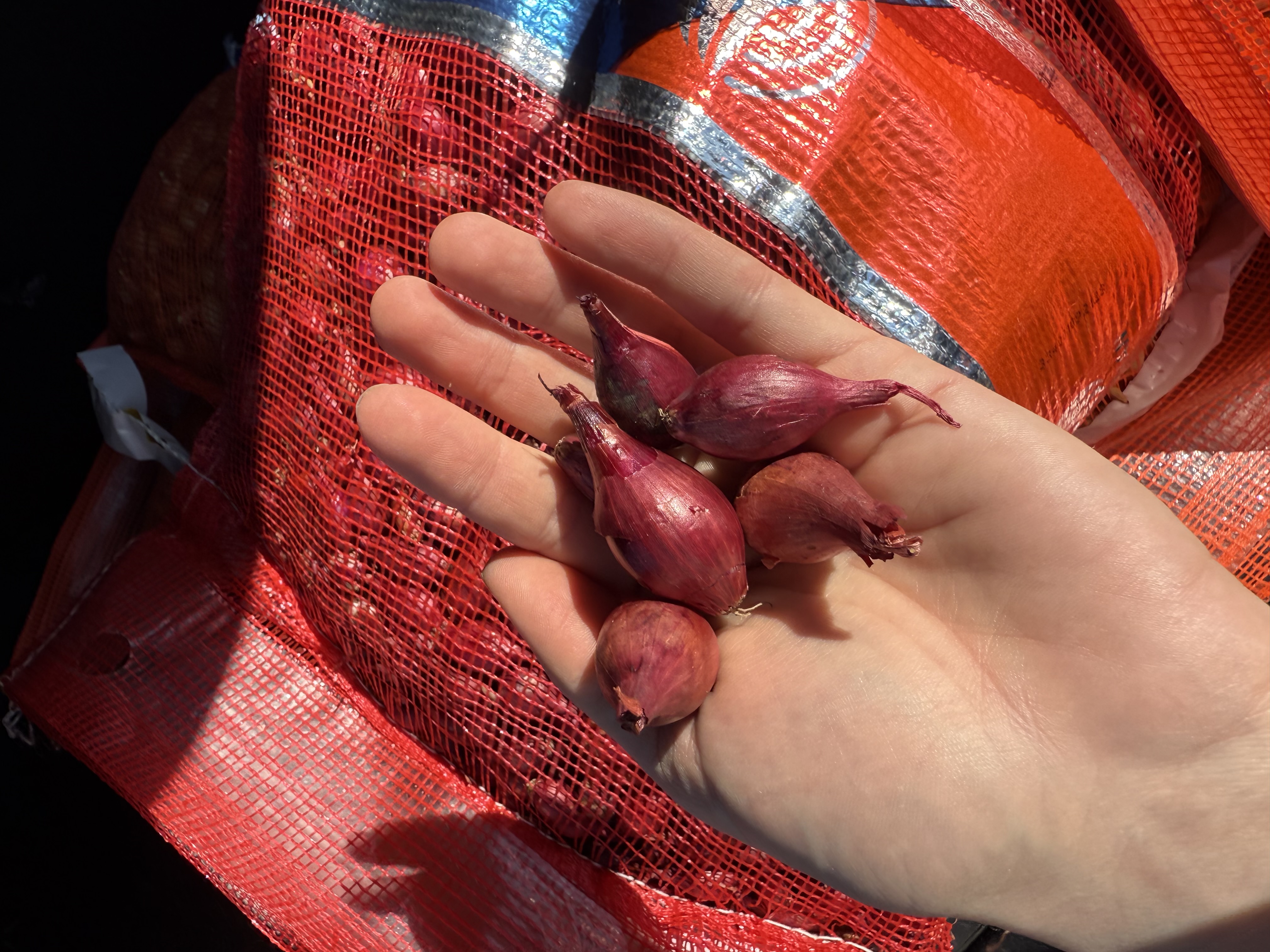 Цибуля ред Кармен 1 кг