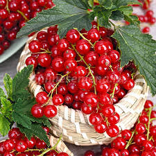 Порічка Цукрова