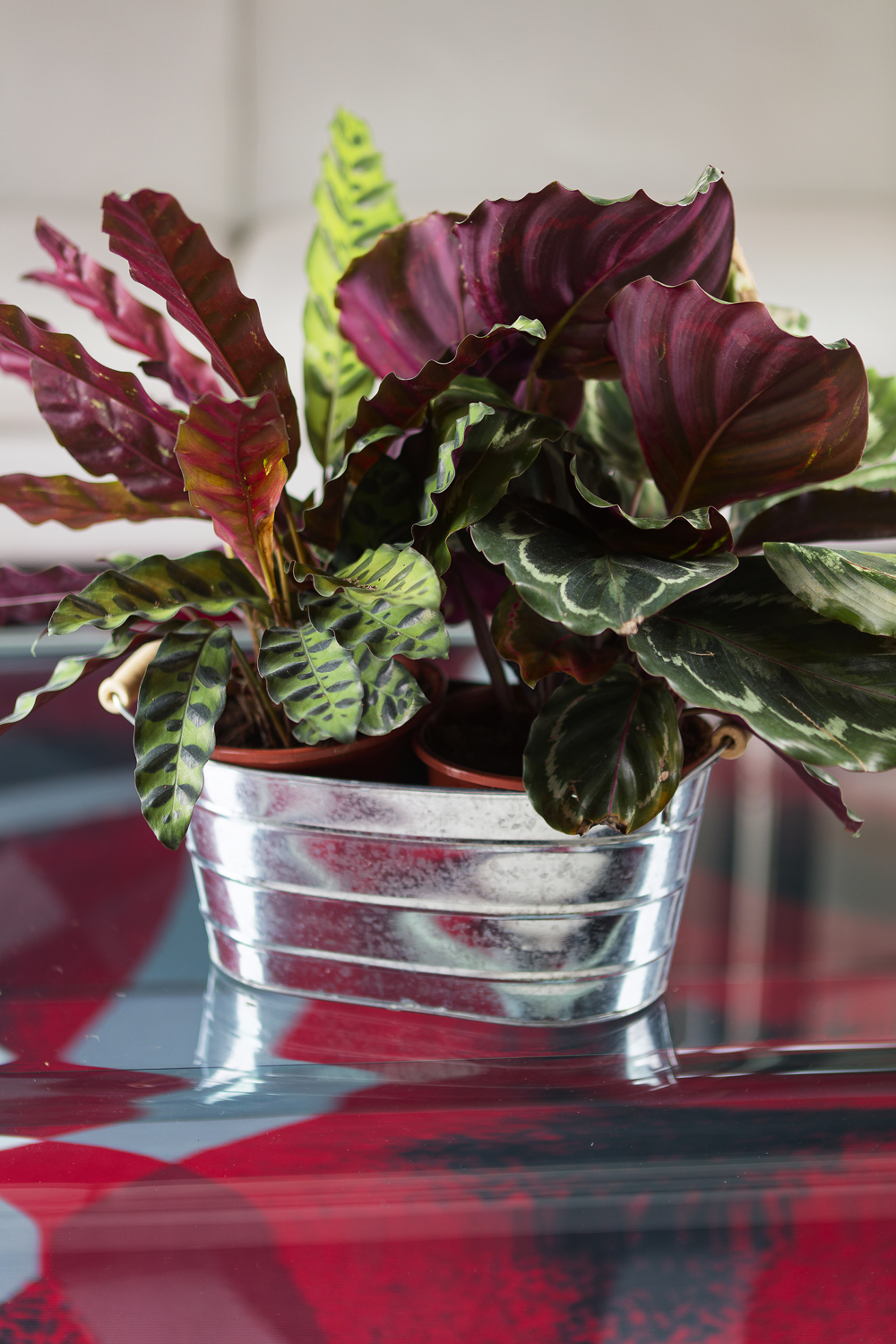 Calathea/ Calathea plante d'intérieur