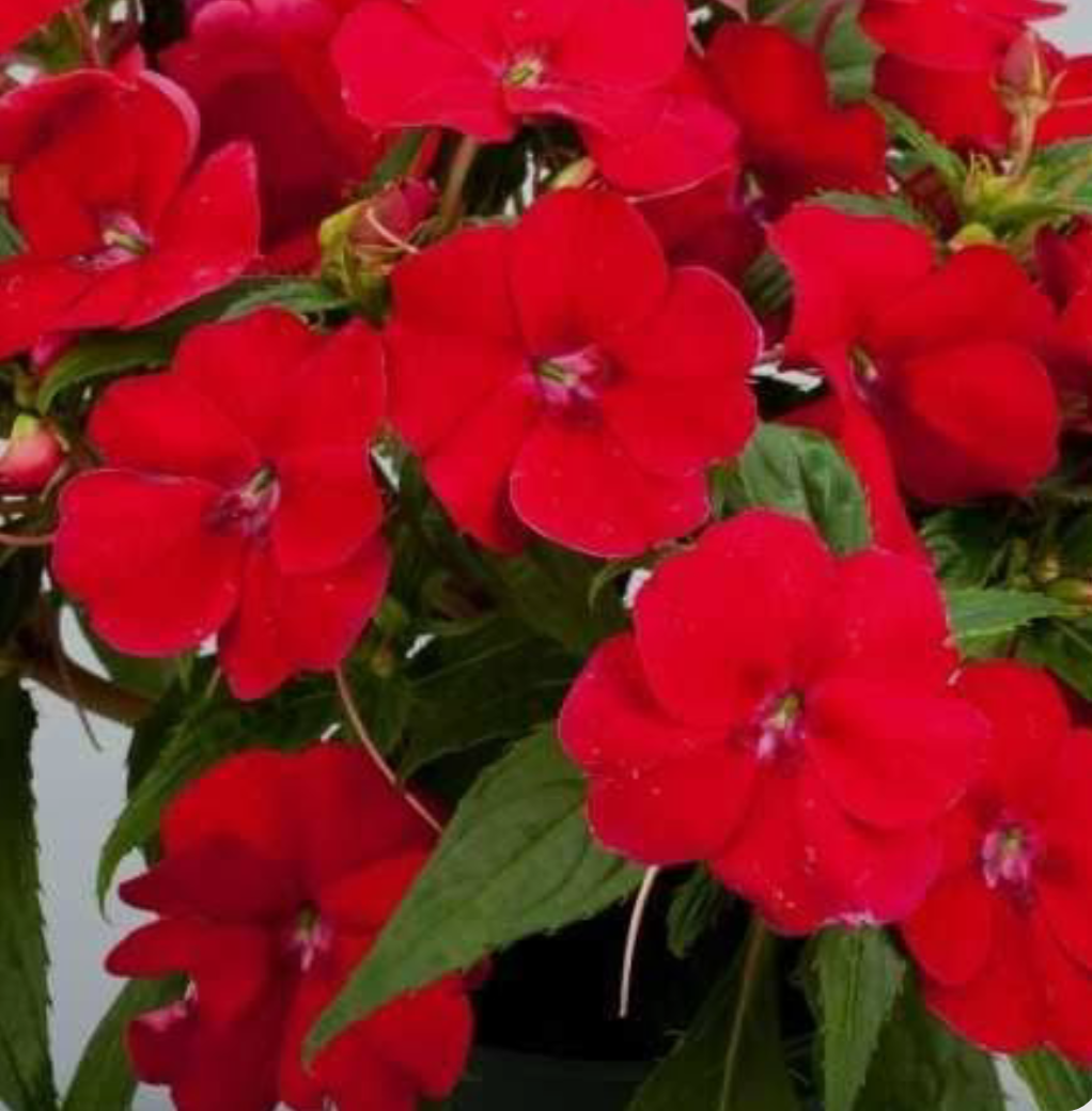 Бальзамін Новогвінейський Magnum Red