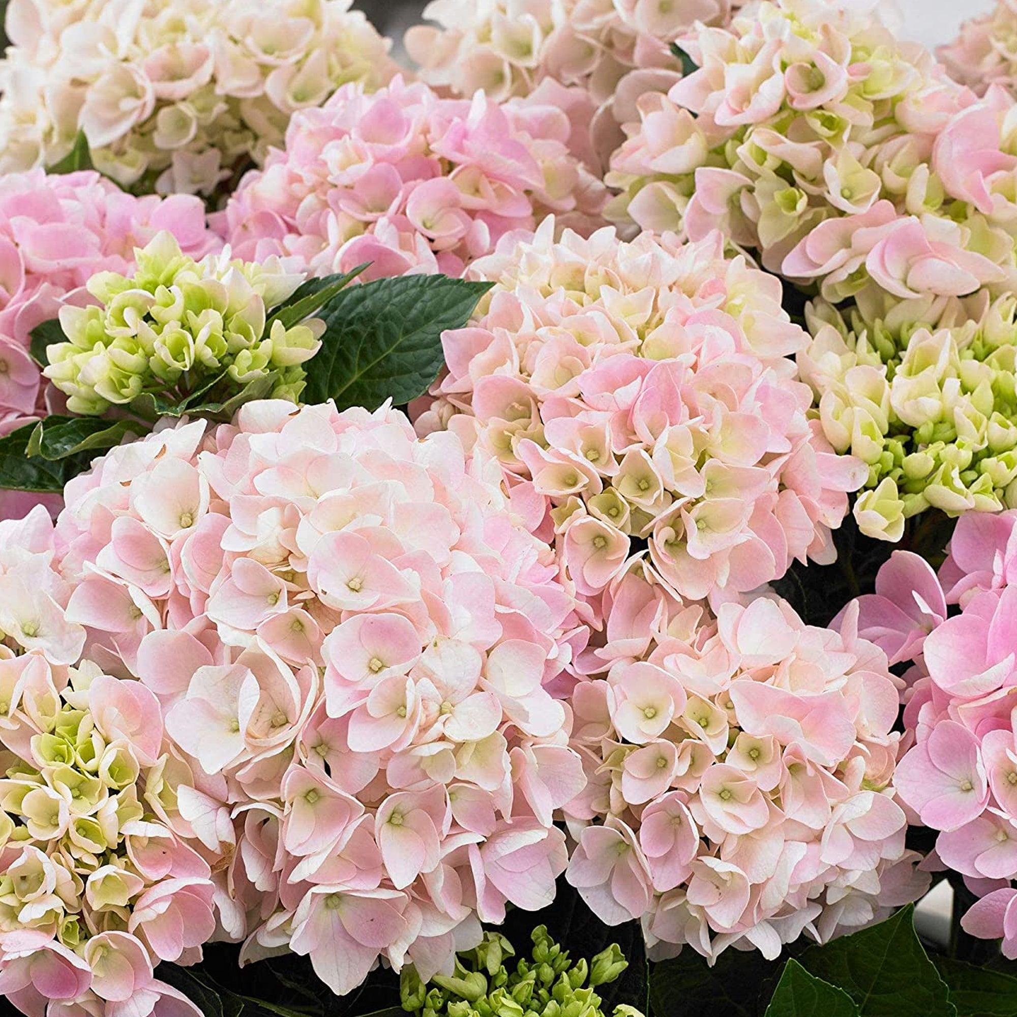 Гортензія великолиста Soft Pink Salsa