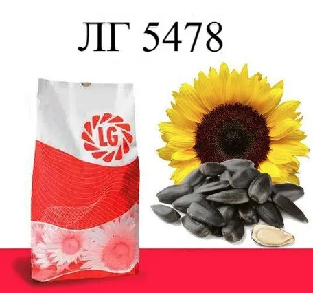 Насіння соняшнику ЛГ 5478 Limagrain, насіння високоврожайного соняшнику Лімагрейн
