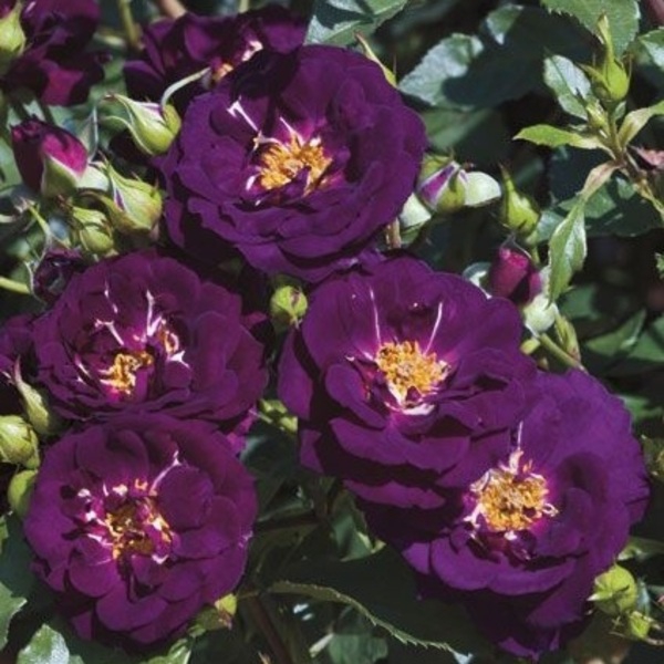 Міднайт Блу — Midnight Blue