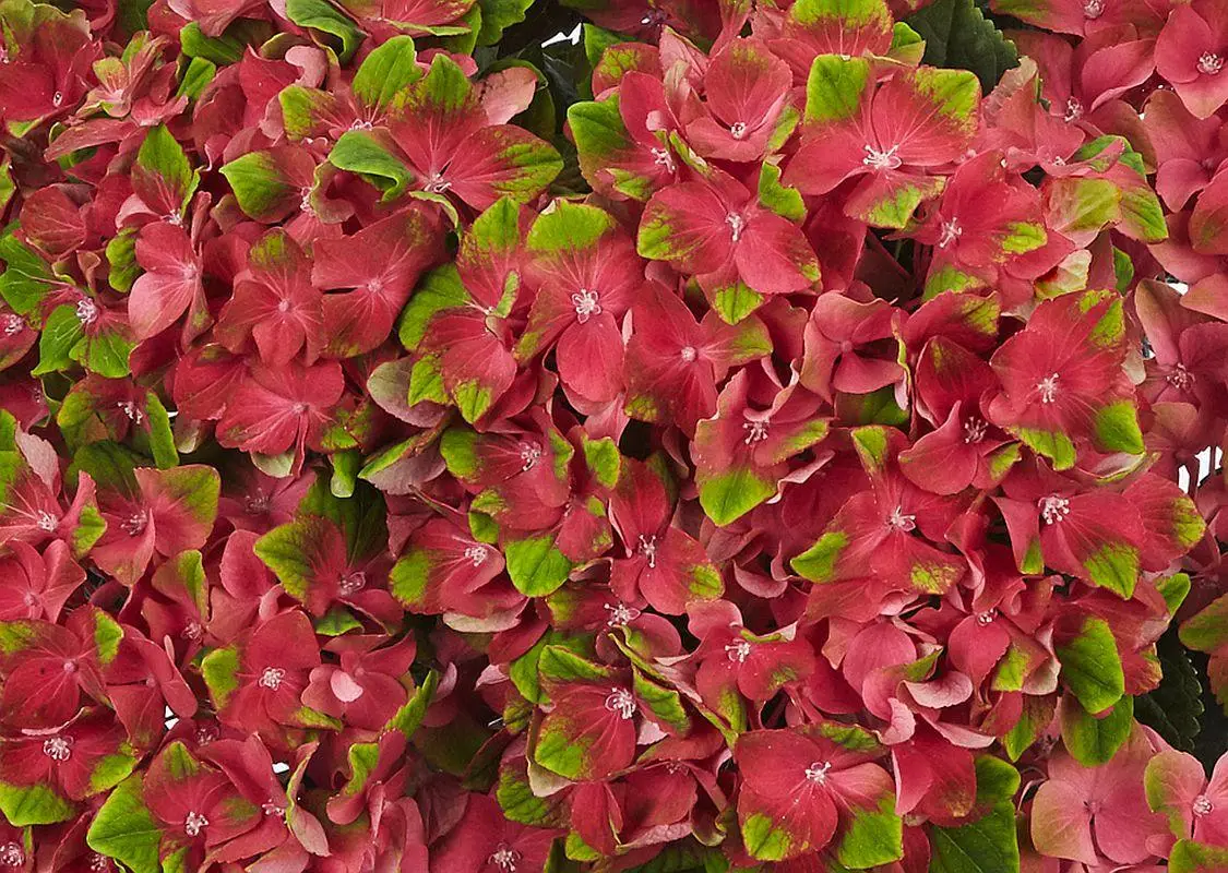 🌸 Гортензія великолистна Glossy Lips (Hydrangea macrophylla "Glossy Lips")