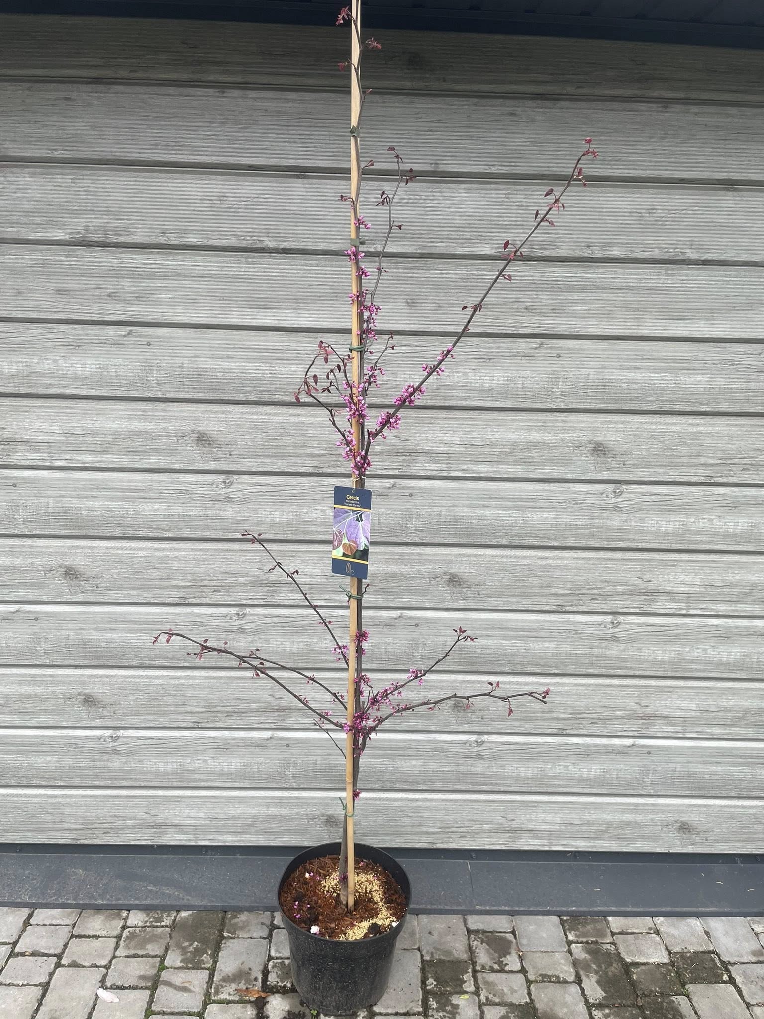 Церціс канадський 'Форест Пансі' (Cercis canadensis 'Forest Pansy')