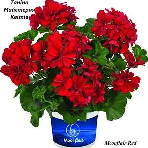 Пеларгонія ампельна червоного кольору Moonflair Red (в горщику р.11)