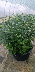 Хризантема дрібноквіткова горшкова Verdissimo Improved (в горщику р.18).