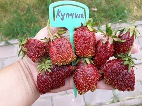 Купчиха 10 шт