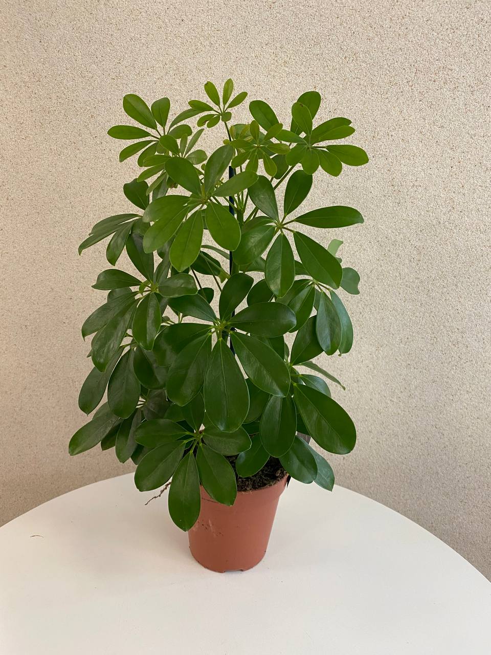 Schefflera