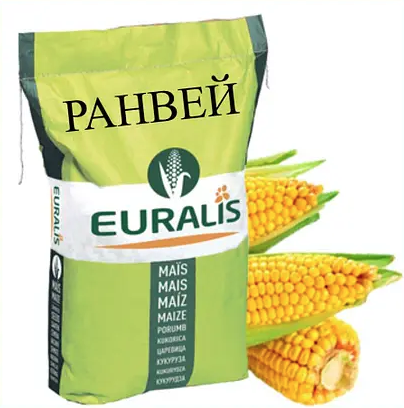 Насіння кукурудзи гібрид ЄС Ранвей ФАО 260 Кукурудза високої врожайності