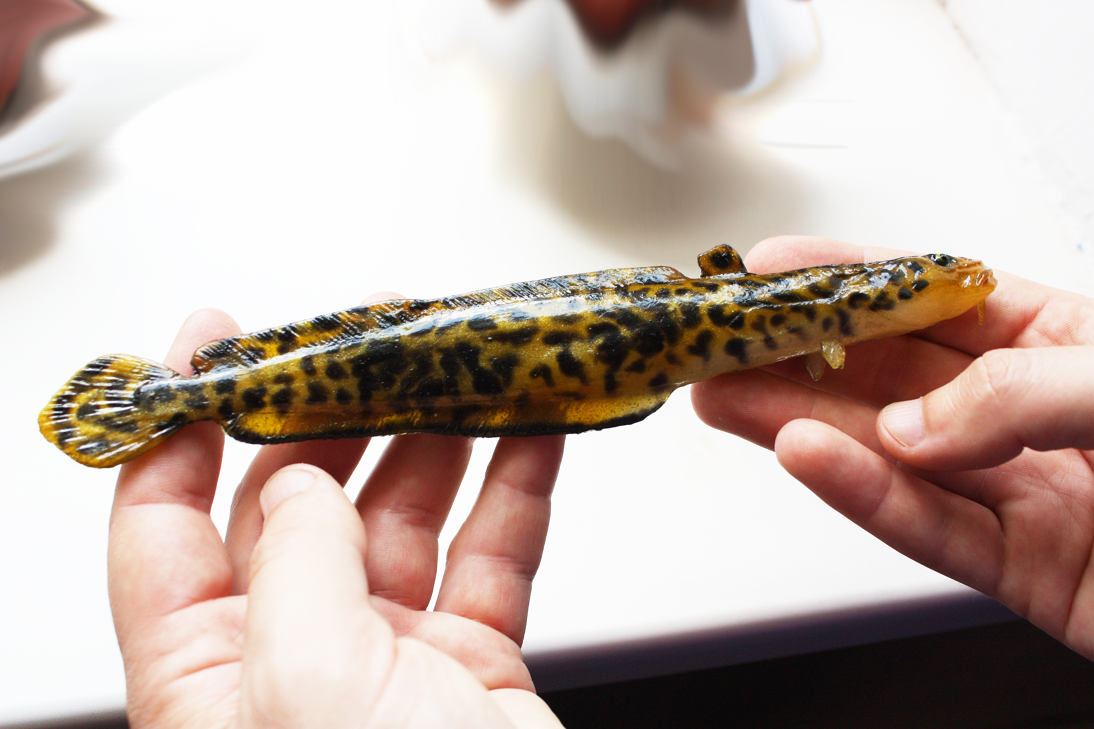 A&S Burbot 8.7" (220мм) Light