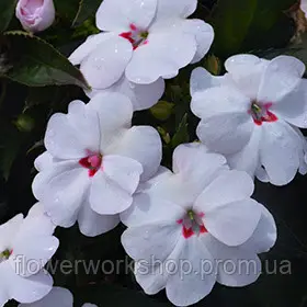 Бальзамін Новогвінейський Sweetheart  ( в горщику )