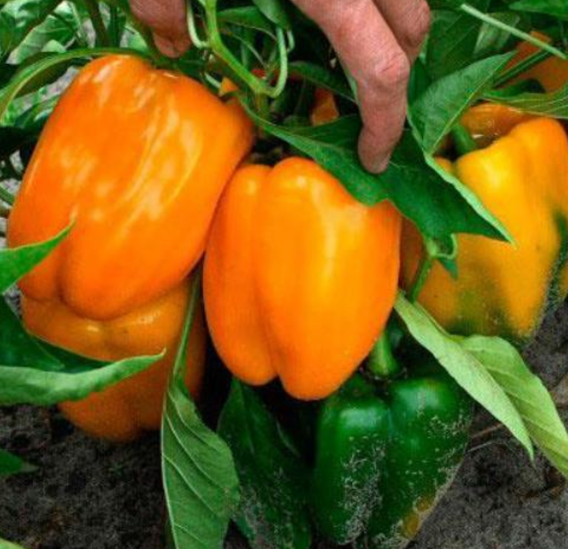 Перець Оранжеве чудо 0,3 гр (АгроМайстер)