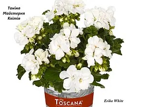 Пеларгонія зональна білого кольору Erika White