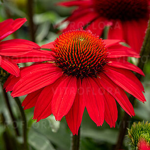 Ехінацея Санмеджік Вінтедж Рубі в 0,5л. горщику