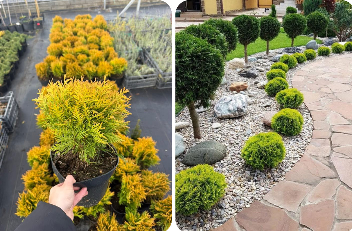 Туя МІріам 3 л