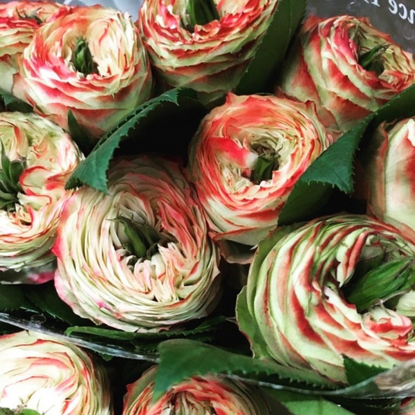 Латин Помпон — Latin Pompon