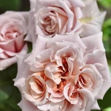 Латте Арт (Latte Art)