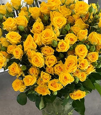 🌹 Троянда спрей "Сан Сіті"