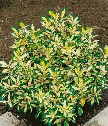 🌿 Бересклет Форчуна "Sunspot"