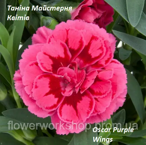 Гвоздика багаторічна Oscar Purple Wings (касетна розсада