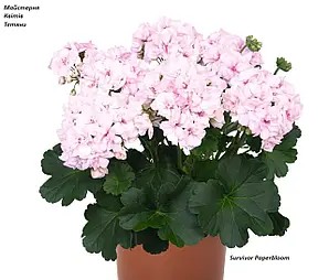 Пеларгонія Зональна Survivor Paperbloom (касетна розсада)