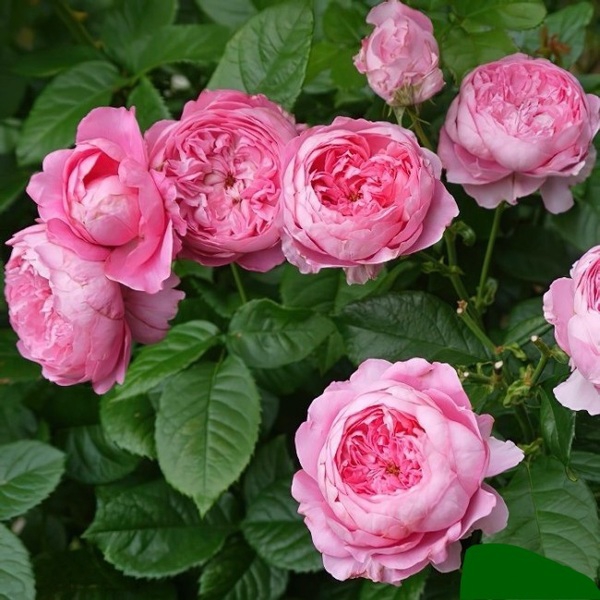 Шанталь Мер'є — Chantal Merieux