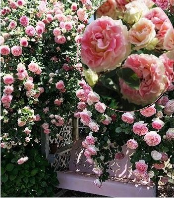 🌹 Троянда плетиста "Цезар"