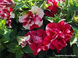 Петунія махрова Tumbelina Cherry Ripple (касетна розсада).