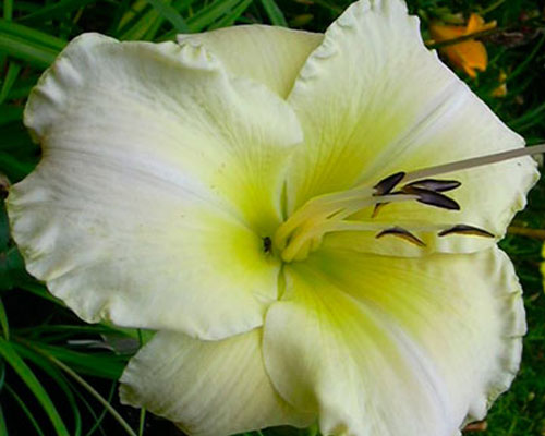 Лілейник №51 Арктик Сноу - Hemerocallis Arctic Snow