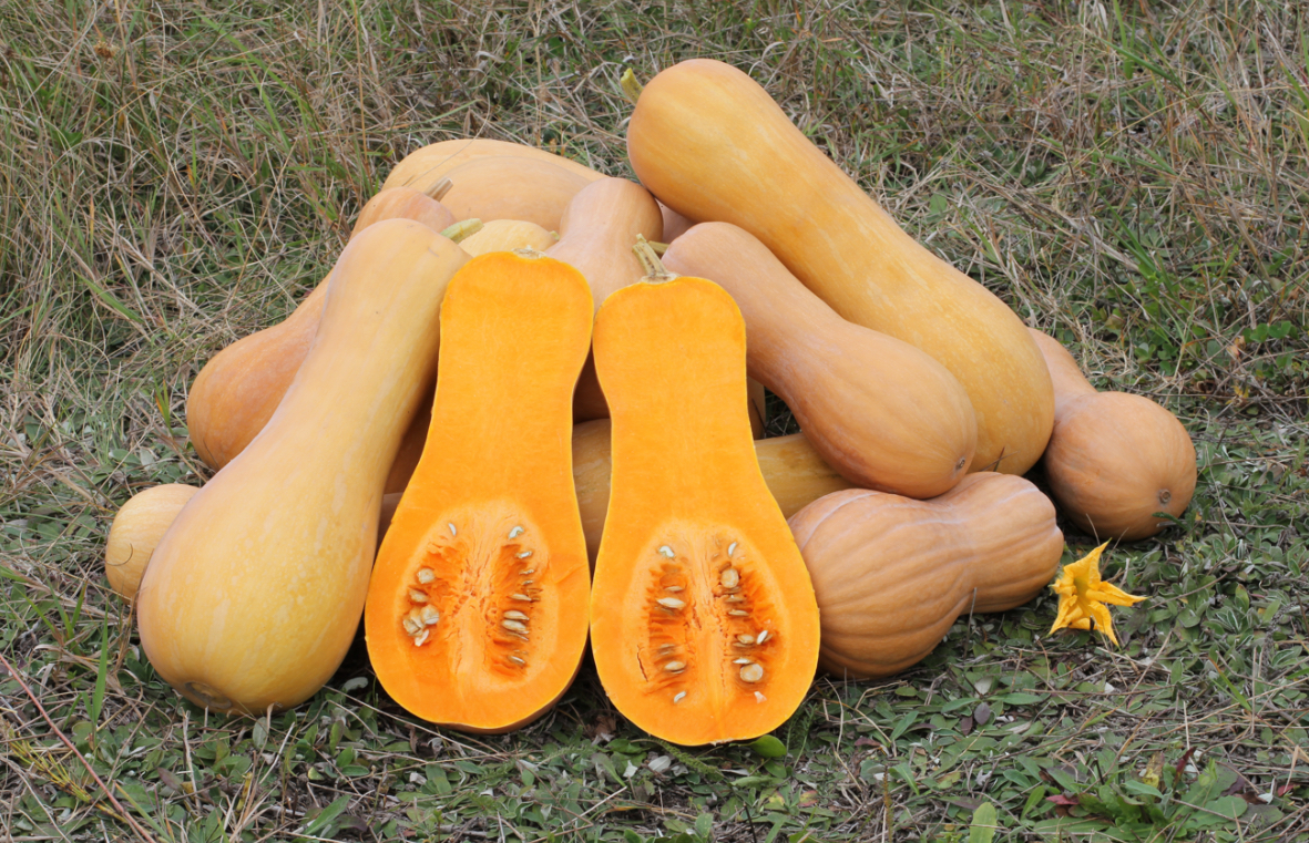 Гарбуз Баттернат 1 гр