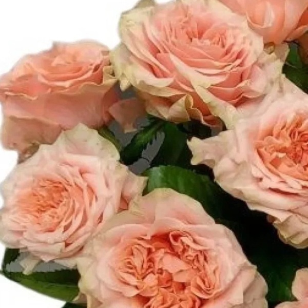 Кантрі Спіріт Романс — Country Spirit Romance