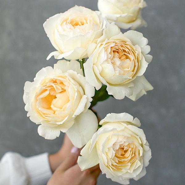 Айворі Ів П’яже — Ivory Yves Piaget