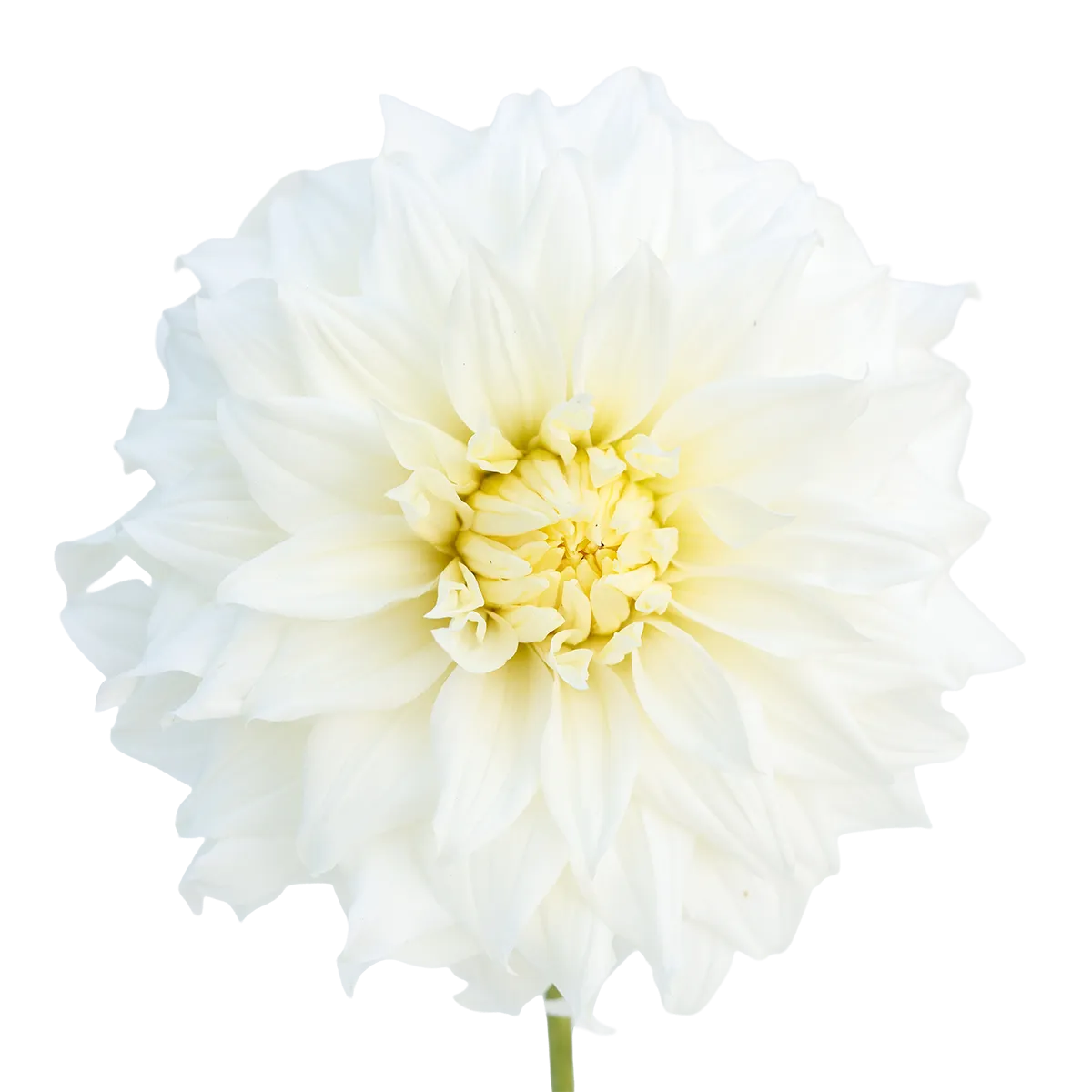 Fleurel