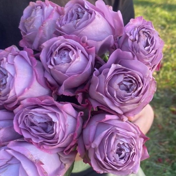 Левендер Букет — Lavender Bouquet