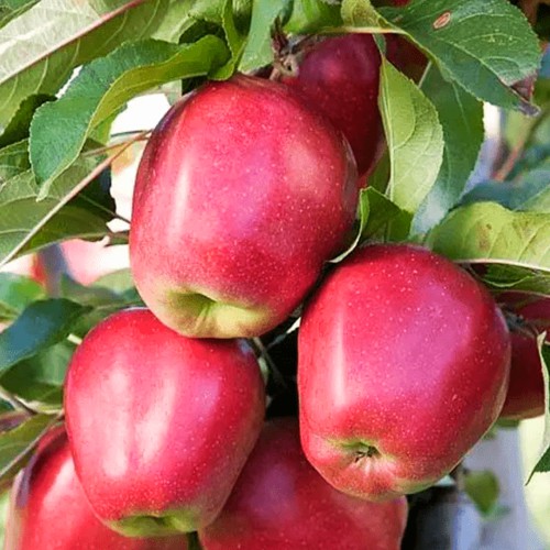 Яблуня Глостер