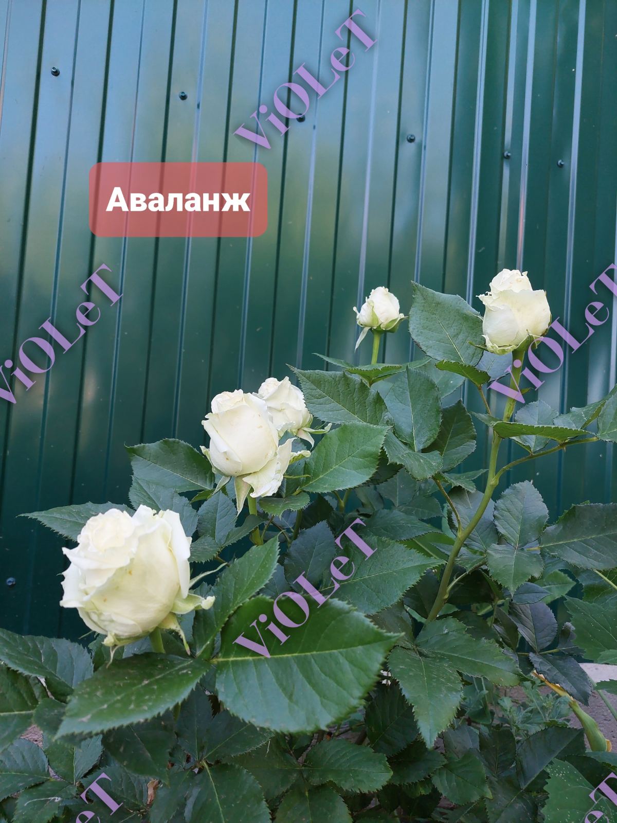 Троянда ч/г Аваланж  клас АА