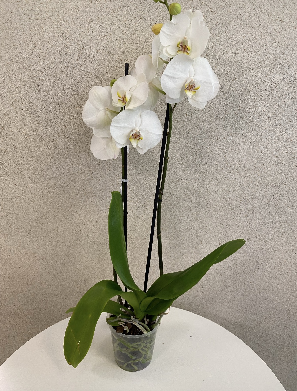 Phalaenopsis