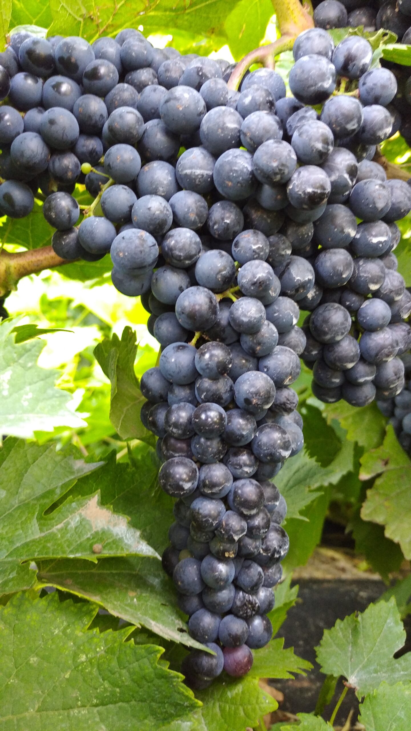 Кабарне кортіс