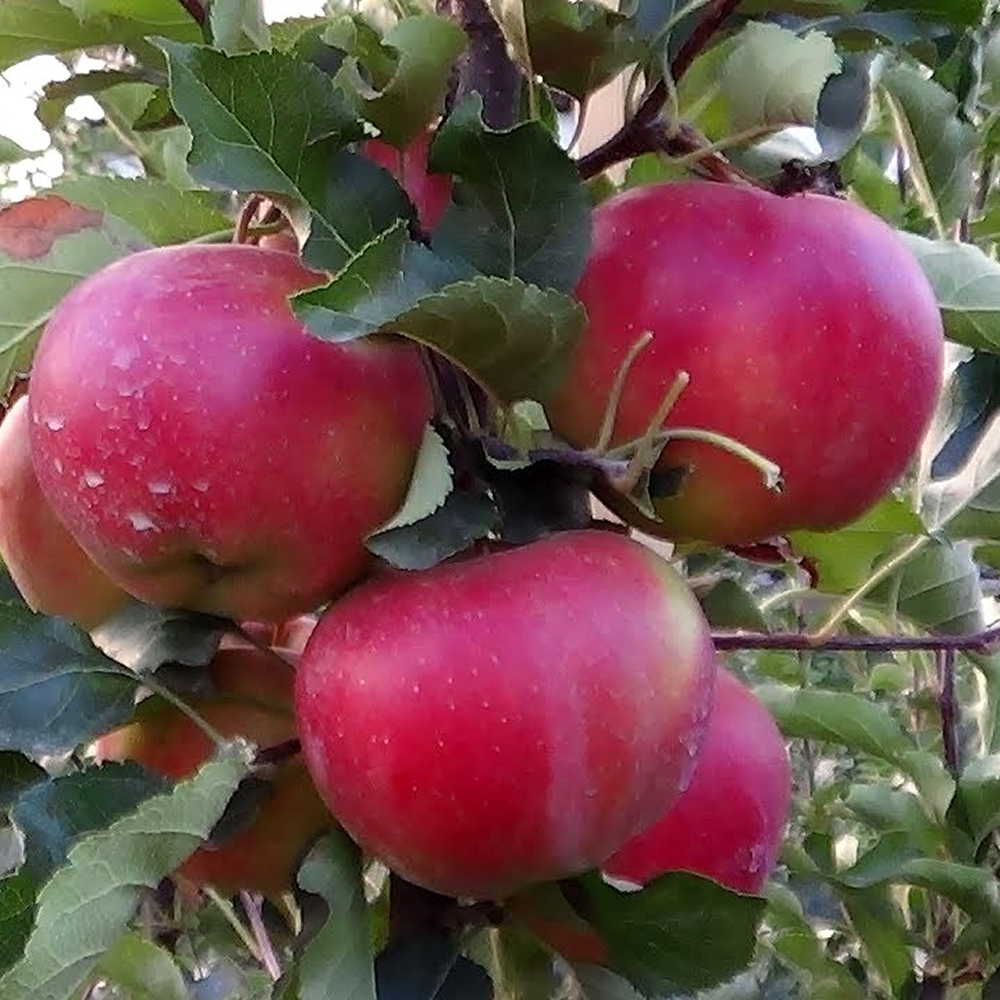 Яблуня “Ліза” (осінній сорт) — 1 шт. в упаковці