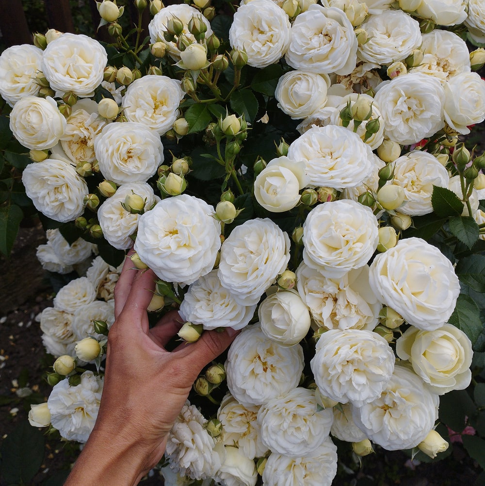 Артеміс (Artemis)