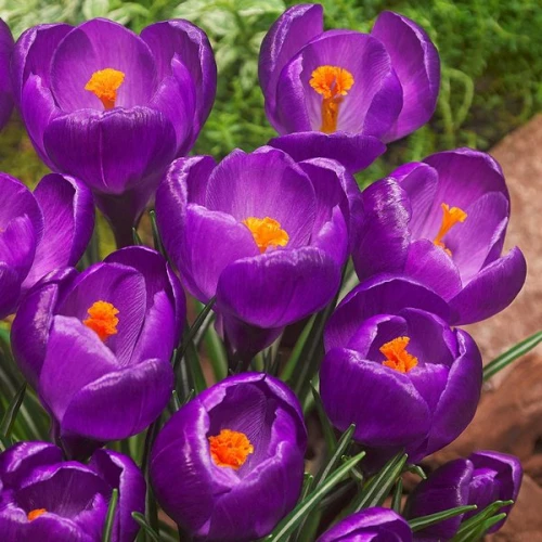 Крокус крупноцветковий Flower Record