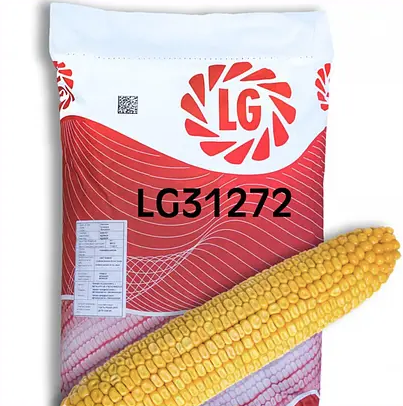 Насіння кукурудзи LG 31272 Limagrain ФАО 270 Кукурудза високої врожайності