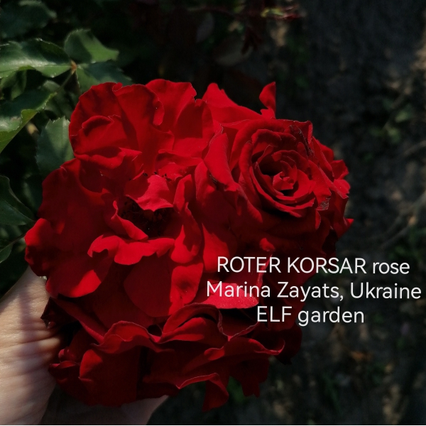 РОТЕР КОРСАР (Roter Korsar)